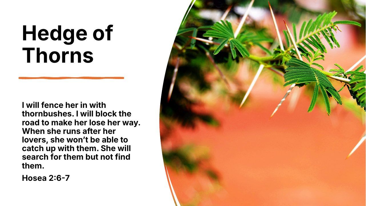Slide 18 of 24: Hedge of Thorns I will fence her in with thornbushes. I will block the road to make her lose her way. When she runs after her lovers, she won’t be able to catch up with them. She will search for them but not find them. Hosea 2:6-7